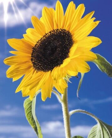 Ritto innanzi al sole